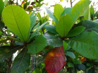 Lá bàng có tác dụng gì? Một số bài th:uốc trị b:ệnh từ lá bàng