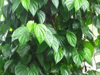 Lá trầu không: Thần dược chữa bệnh trong y học dân gian