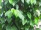 Lá trầu không: Thần dược chữa bệnh trong y học dân gian