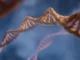 Phát hiện gene đột biến giúp con người khỏe mạnh dù chỉ ngủ 3 tiếng mỗi đêm