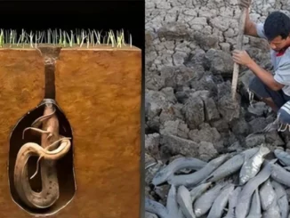 Bí ẩn loài cá sống không cần nước, vượt hạn hán vẫn không thoát tay người!