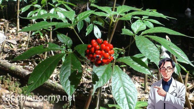 Loài cây quý hiếm, đ:ắt đỏ bậc nhất thế giới, chỉ có duy nhất ở Việt Nam Loài cây quý hiếm, đ:ắt đỏ bậc nhất thế giới, chỉ có duy nhất ở Việt Nam