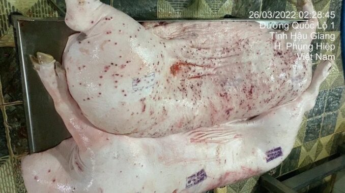 Nóng: Đã xác định người đóng dấu kiểm dịch sai đối với heo bệnh của Công ty C.P. Việt Nam Nóng: Đã xác định người đóng dấu kiểm dịch sai đối với heo bệnh của Công ty C.P. Việt Nam