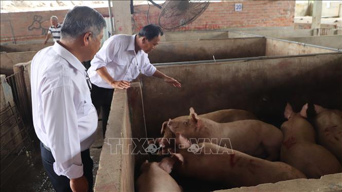 Điều tra đến cùng vụ Công ty Chăn nuôi C.P. Việt Nam bị 'tố' bán lợn bệnh