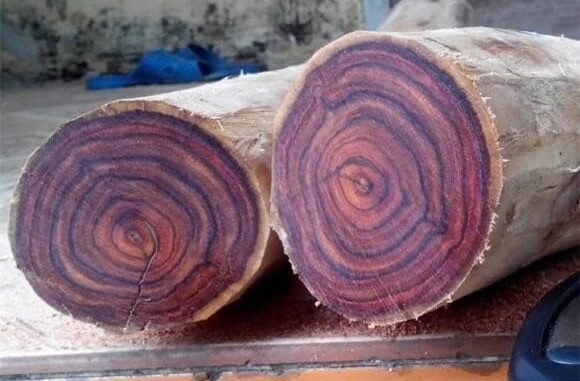 Người đàn ông Gia Lai bán khúc gỗ quý vừa đào được 600 triệu, tiếc hùi hụi khi biết giá trị thật lên tới gần 6 tỷ đồng