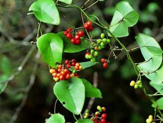 Tác Dụng Của Cây Lõi Tiền Và Những Bài Thuốc Liên Quan