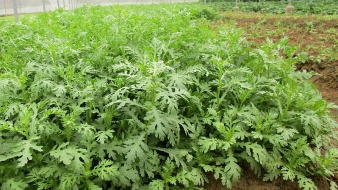Thứ rau cực bổ dưỡng, xưa kia chỉ dùng cho Hoàng đế, nay vườn nhà nào cũng mọc kín Thứ rau cực bổ dưỡng, xưa kia chỉ dùng cho Hoàng đế, nay vườn nhà nào cũng mọc kín