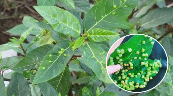 Công dụng ‘kỳ diệu’ từ lá sung: Cây thuốc quý ngay trong vườn nhà bạn