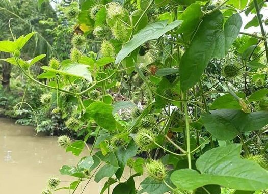 Tác dụng của cây lạc tiên không phải ai cũng biết Tác dụng của cây lạc tiên không phải ai cũng biết