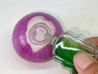 Nhỏ một giọt dầu gió vào hành tây, muỗi và côn trùng nhiều mấy cũng bay biến hết