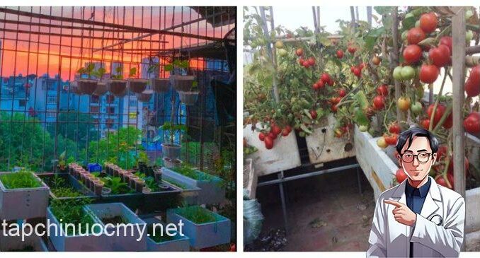 5 loại rau ‘không đội trời chung’ với tế bào K, có thể trồng ngay ở ban công 5 loại rau ‘không đội trời chung’ với tế bào K, có thể trồng ngay ở ban công