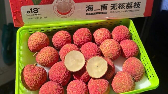 Vải thiều lạ giá gần 1 triệu/1kg, có 1 điểm rất khác biệt Vải thiều lạ giá gần 1 triệu/1kg, có 1 điểm rất khác biệt